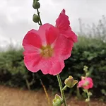 Wunder فيلة Spottrup